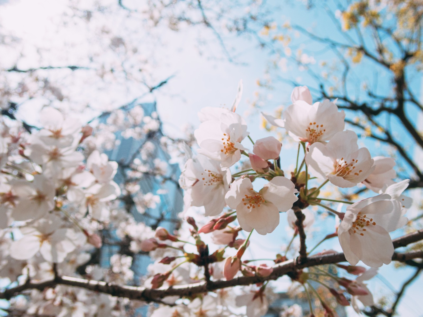 春の桜